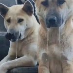 3q9ytbb23的头像-老王资源部落